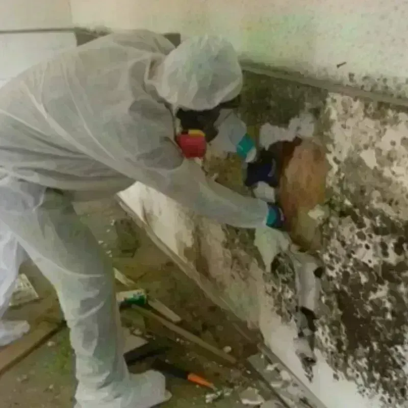 Mold Remediation and Removal in LaVerkin, UT